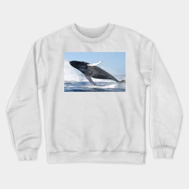 Humpback Whale Jumping High Crewneck Sweatshirt by Bravuramedia